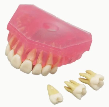 model sz.jpg