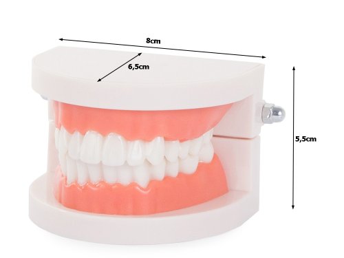 Przejdź do produktu Model pokazowy, szczęka stomatologiczna, model uzębienia